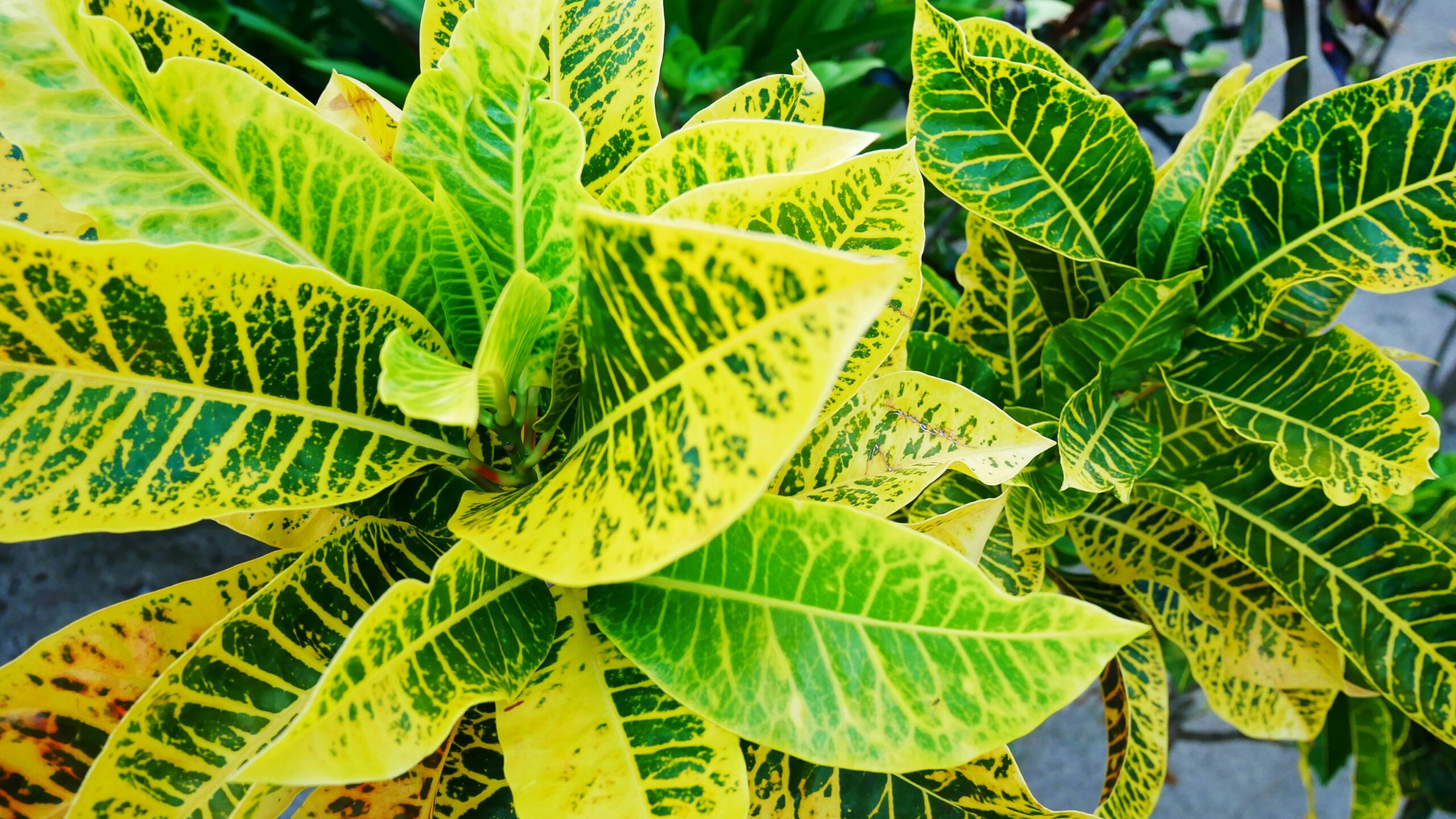 Croton Plants : How to grow and take Care