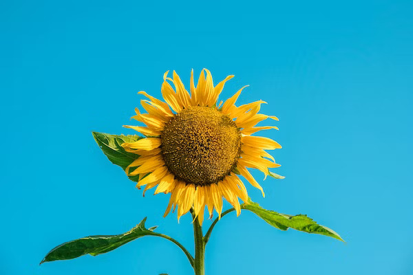 Sunflower Symbolism: What Do These Beautiful Flowers Represent?